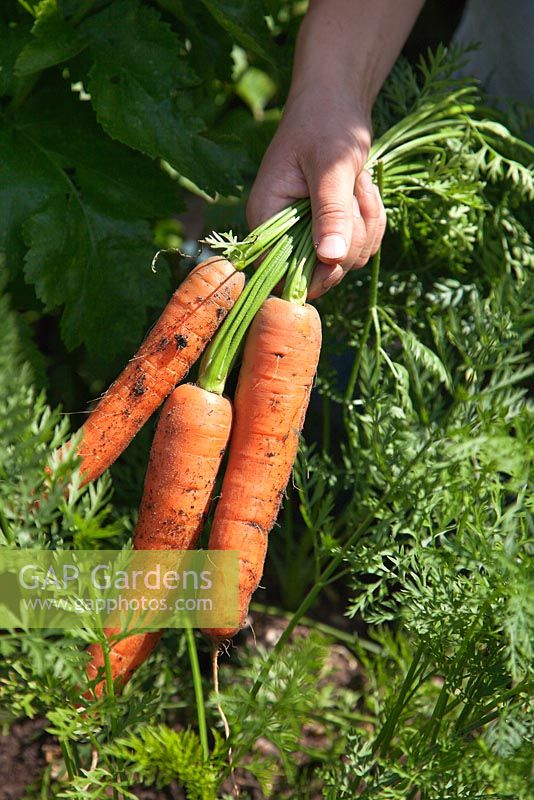 Holding freshly harvested carrots