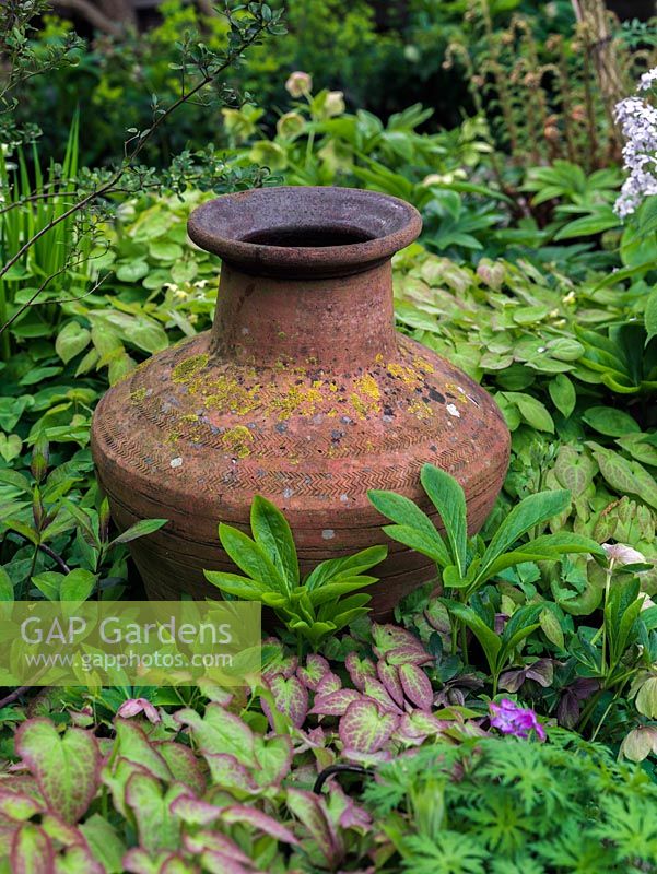 Old terracotta pot set in bed of hardy geranium, hellebore, fern and leafy epimedium.