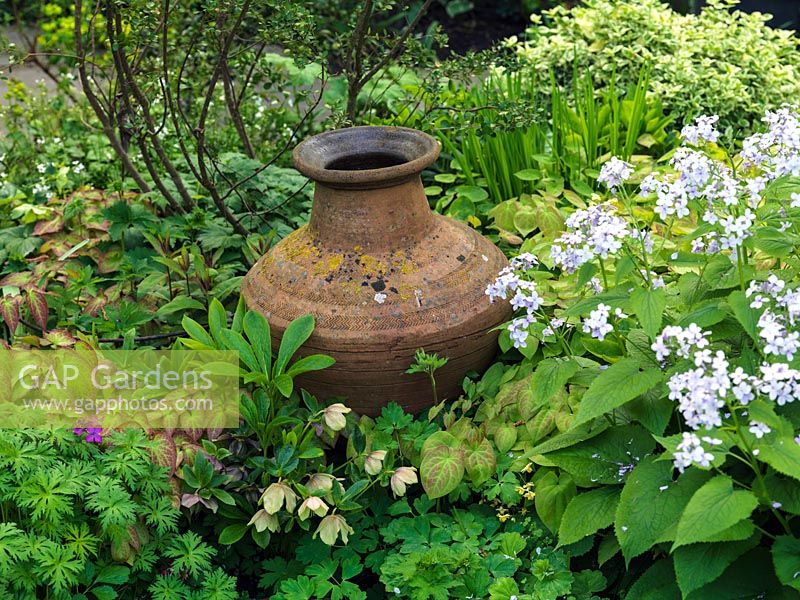 Old terracotta pot set in bed of hardy geranium, hellebore, fern, leafy epimedium and perennial honesty.