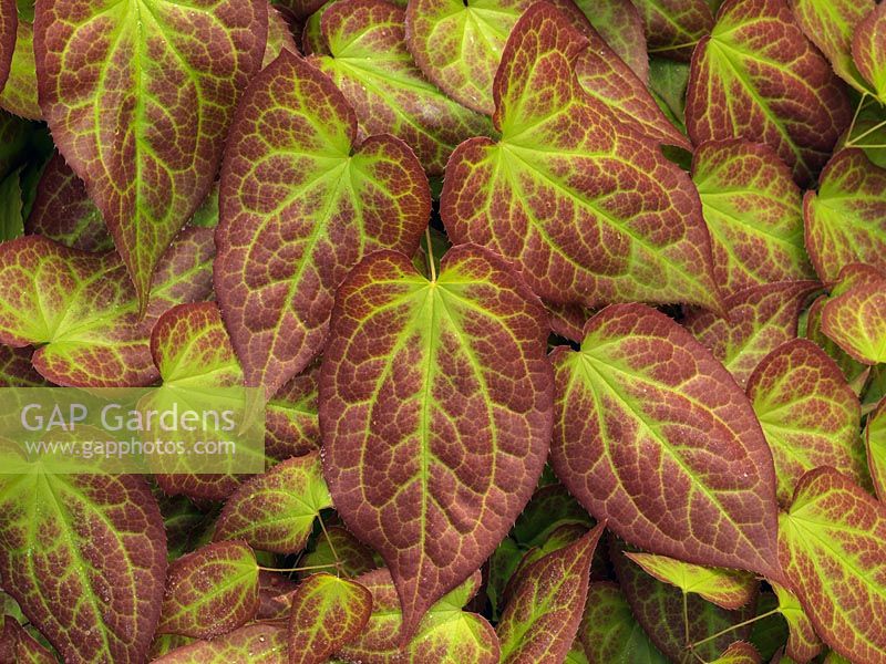 Epimedium x rubrum, Bishop's Mitre or Barrenwort, a deciduous perennial with beautifully marked leaves and, in spring, 
