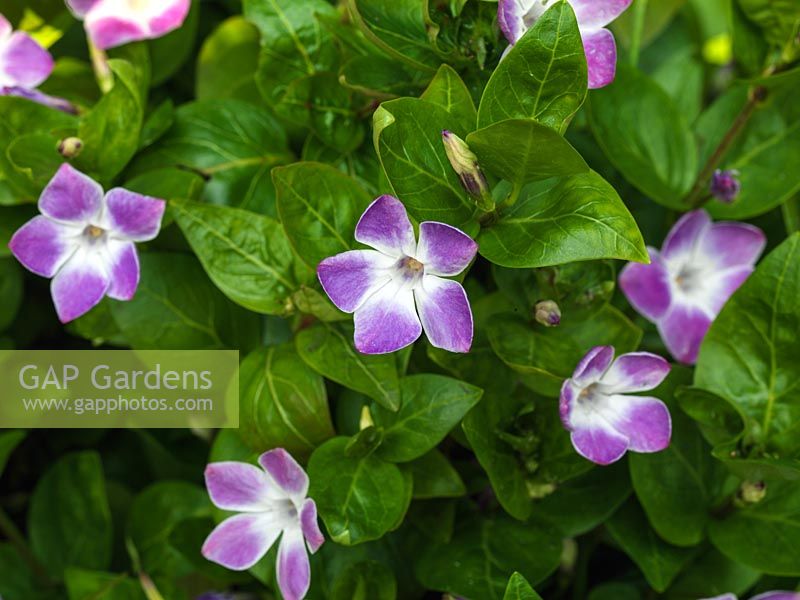 Vinca difformis 'Jenny Pym', periwinkle, is a dense, evergreen, trailing shrub which in spring bears tiny, pinkish purple edged flowers with white inners.