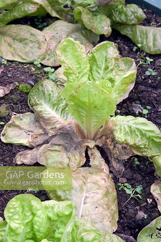 Botrytis on lettuce plant