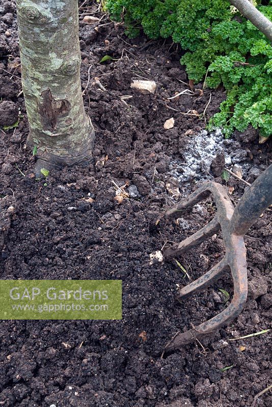 Caring for fruit trees sequence. Mulch with an 8cm depth of well rotted compost