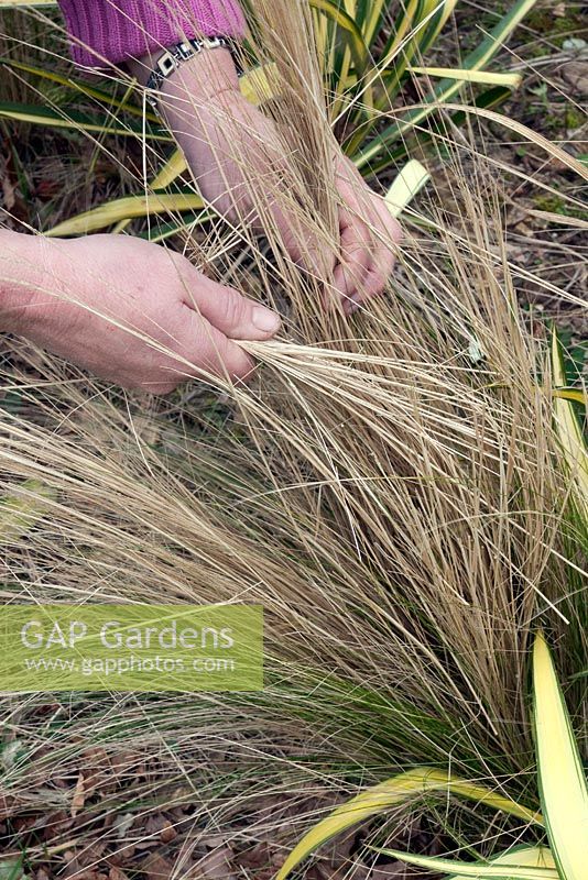 Hand combing dead leaves from a Stipa tenuissima plant