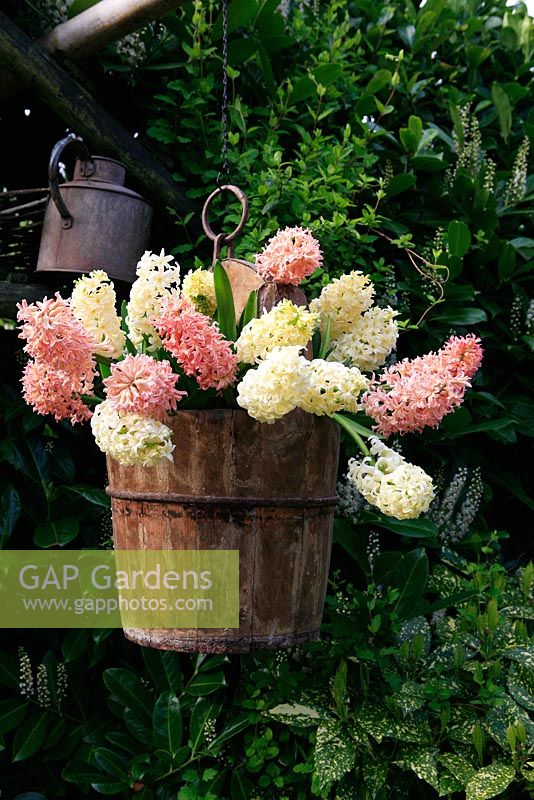 Mixed hyacinths suspended at nose level in an ancient Far Eastern well bucket. Hyacinthus 'City of Haarlem' and Hyacinthus 'Gipsy Queen'