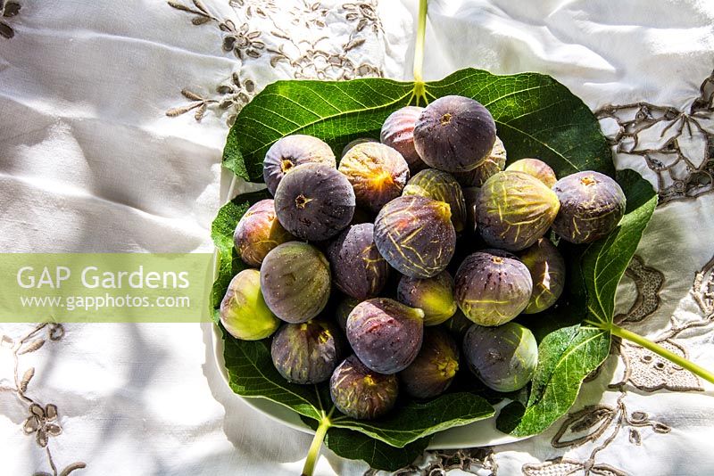 Display of fresh figs, La Huerta, Andalucia..