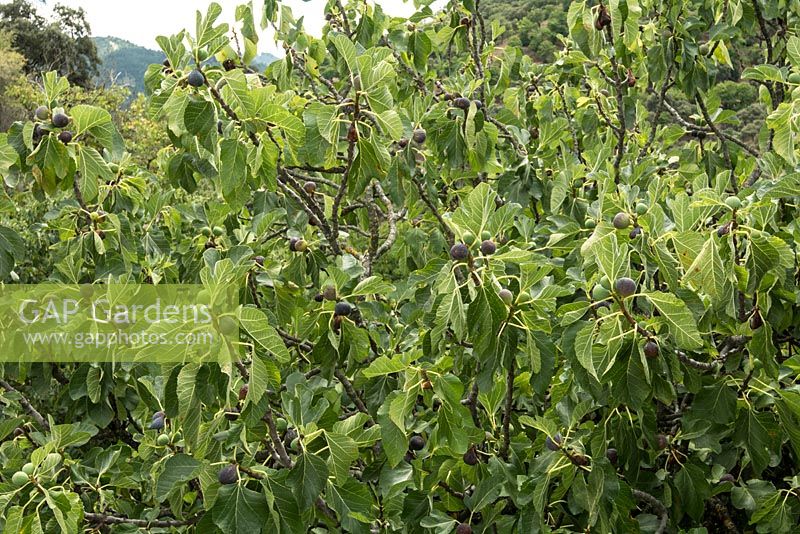 Ficus - Fig fruiting in late summer. Andalucia, Spain