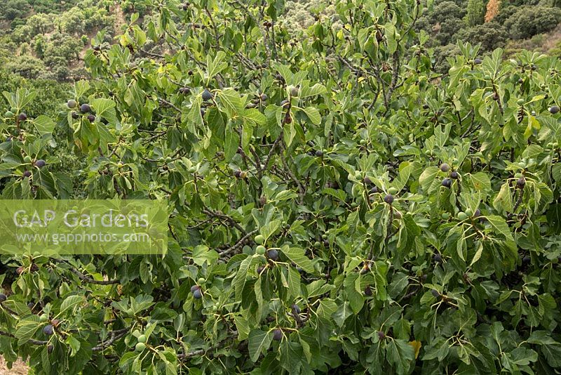 Ficus carica - Fig fruiting in late summer. Andalucia, Spain