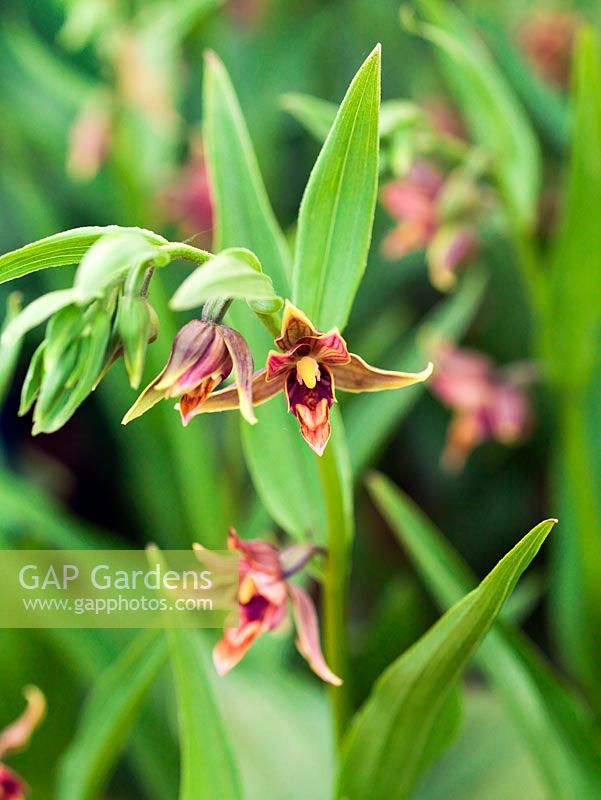 Epipactis gigantea, chatterbox orchid - named because the lip nods in the breeze. A hardy ground orchid which thrives in humus rich, moist soil in dappled shade. Flowers in summer. 30cm tall.