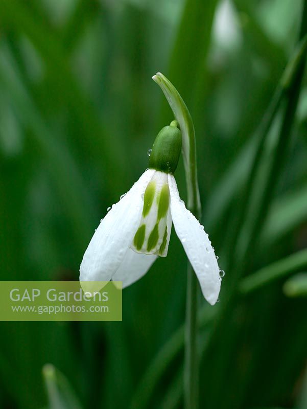 Galanthus, a chance seedling growing in the garden of Veronica Cross, a well-known C20 Galanthophile. Under trial. Nicknamed 'Harlequin'