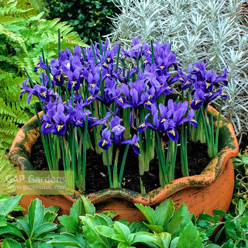 In terracotta pot, Iris reticulata, dwarf iris flowering in mild winters and from early spring. Fragrant. Height: 7cm - 12cm. Surrouned by fern, pachysandra and silver Helichrysum italicum.
