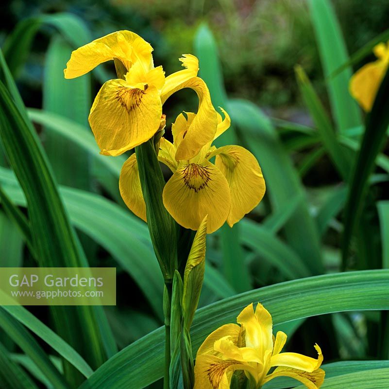 Iris pseudacorus, yellow flag iris, thrives on the margins of ponds. Flowers midsummer.