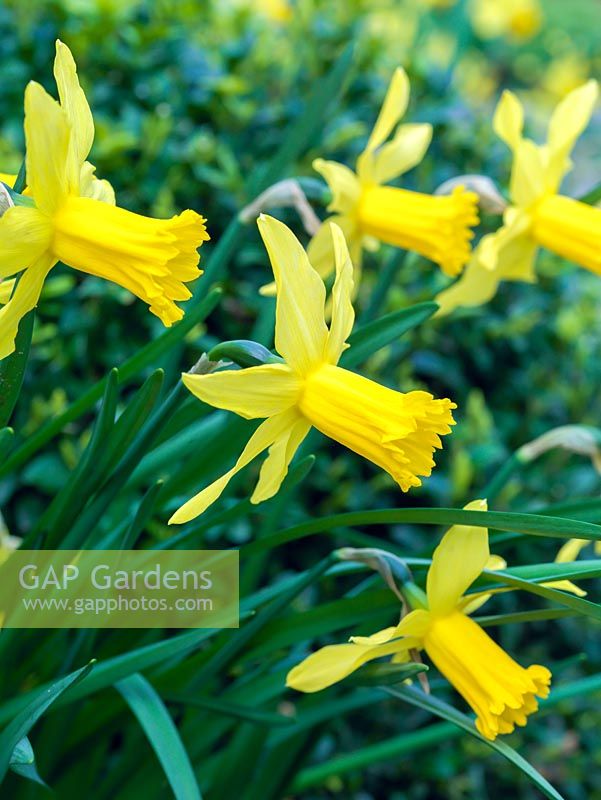 Narcissus cyclamineus 'Little Witch', a winter flowering daffodil with dainty, golden flowers and long trumpets.