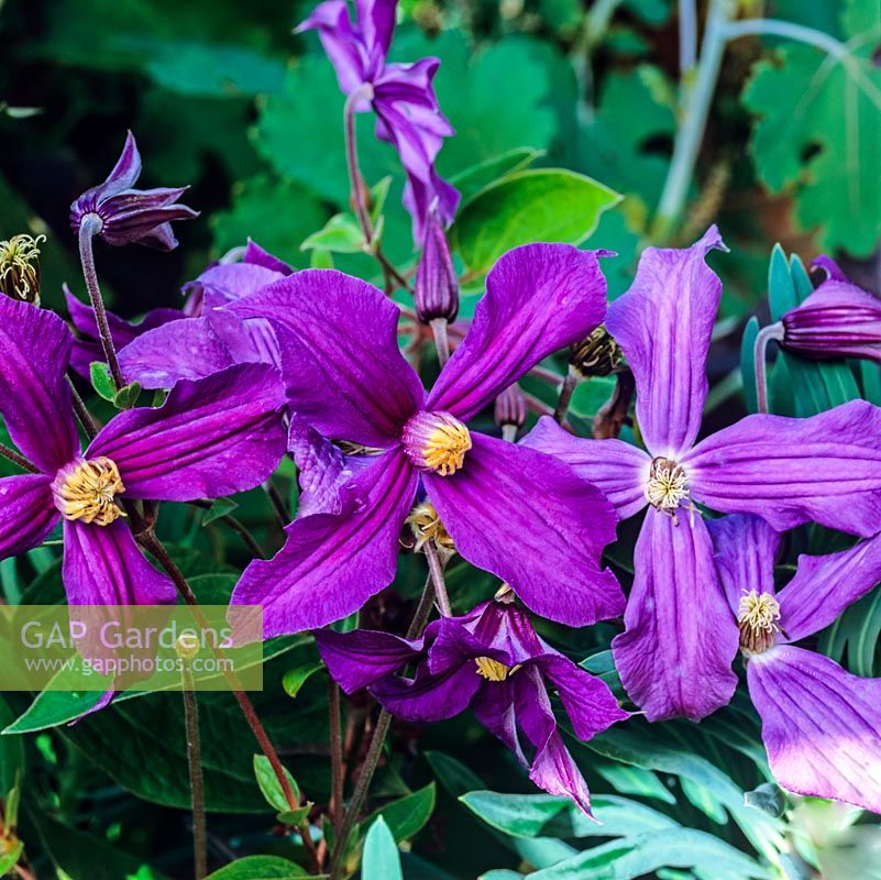 Clematis 'Ernest Markham', a climbing plant with lilac purple flowers with golden tipped anthers in summer.