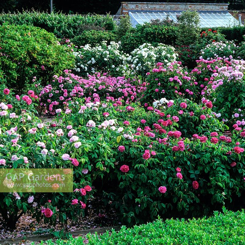 Rose garden with Rosa 'Charles de Mills', 'Alberic Barbier', 'Blanc Double de Coubert', 'Comte de Chambord', 'de Rescht'.  Old walled gardenn filled with 1000 old fashioned roses - planted 1994. 