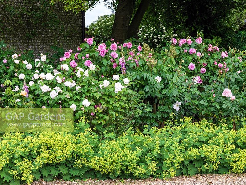 Alchemilla mollis edges rose bed of Rosa Gertrude Jekyll, Sally Holmes, Sweet Juliet, Winchester Cathedral and Heritage.