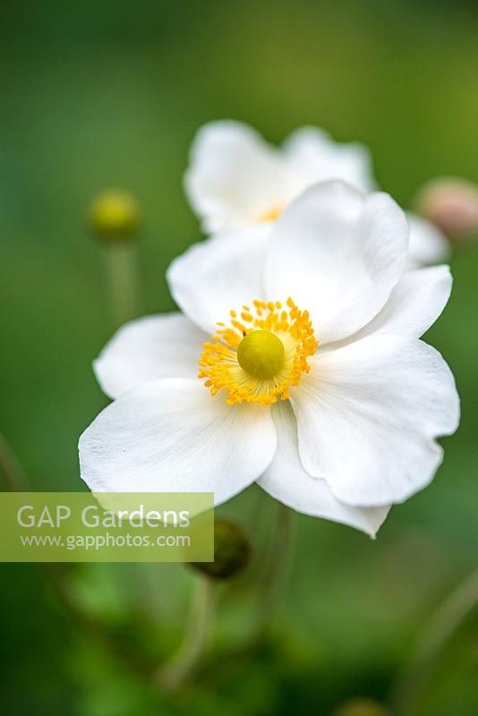 Anemone x hupehensis, herbaceous perennial producing white flower in mid summer.