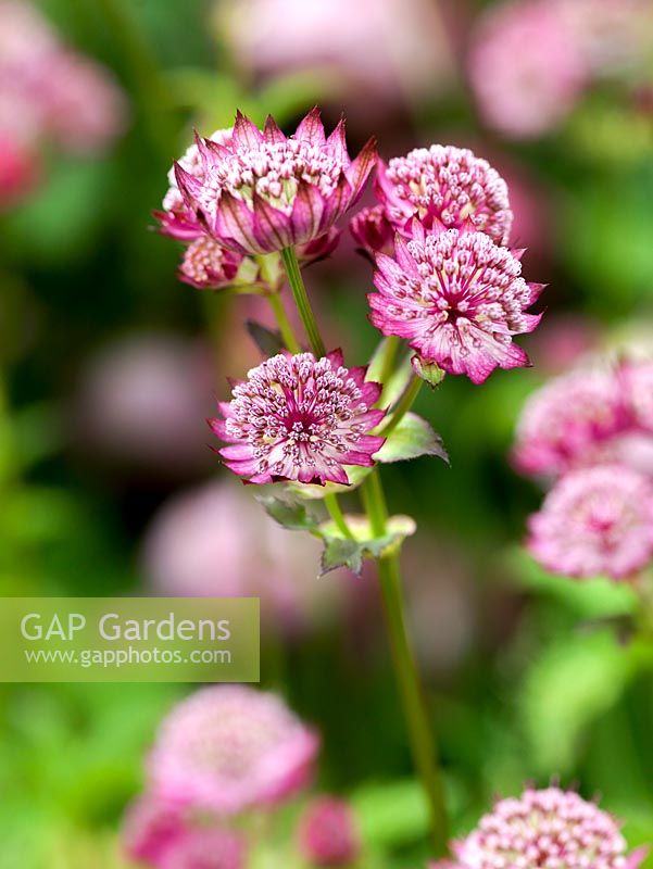 Astrantia major Roma, a pink herbaceous perennial plant with star shaped floral bracts.