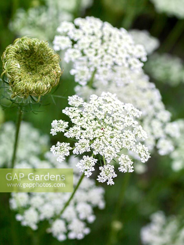 Daucus carota - Wild carrot, an annual with flat topped, white flowerheads that form rounded seed heads. 
