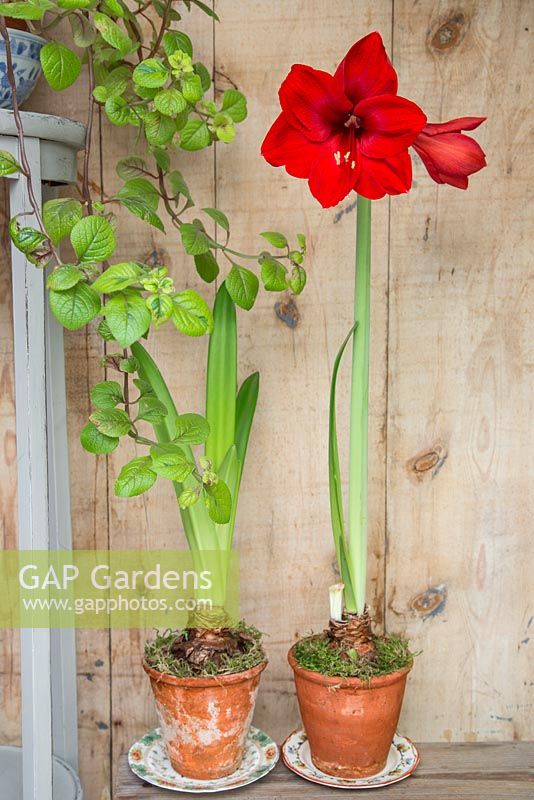 Fully grown Hippeastrum against wooden backdrop