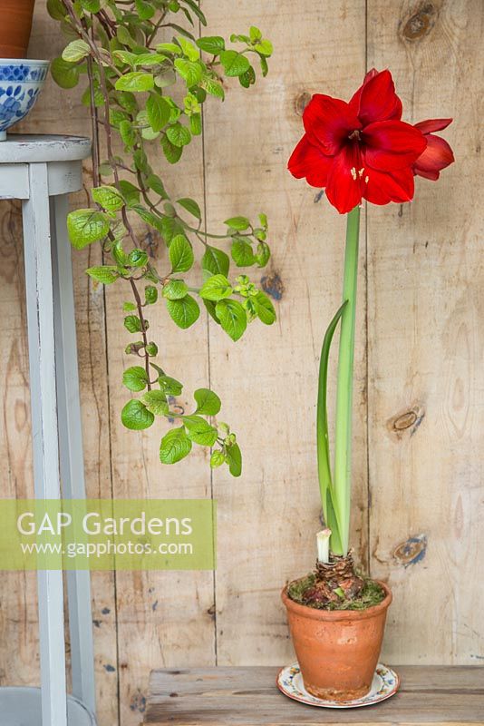 Fully grown Hippeastrum against wooden backdrop
