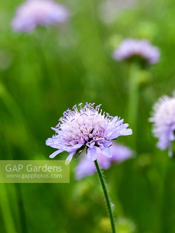 Scabiosa columbaria, a lanky perennial with blue-lilac flowers resembling pincushions in summer.