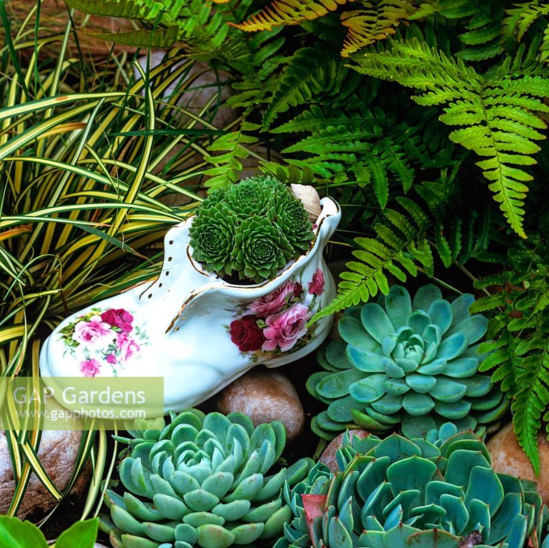 An old china boot filled with sempervivum rosettes sits in a rockery alongside Echeveria elegans rosettes, fern and grasses.