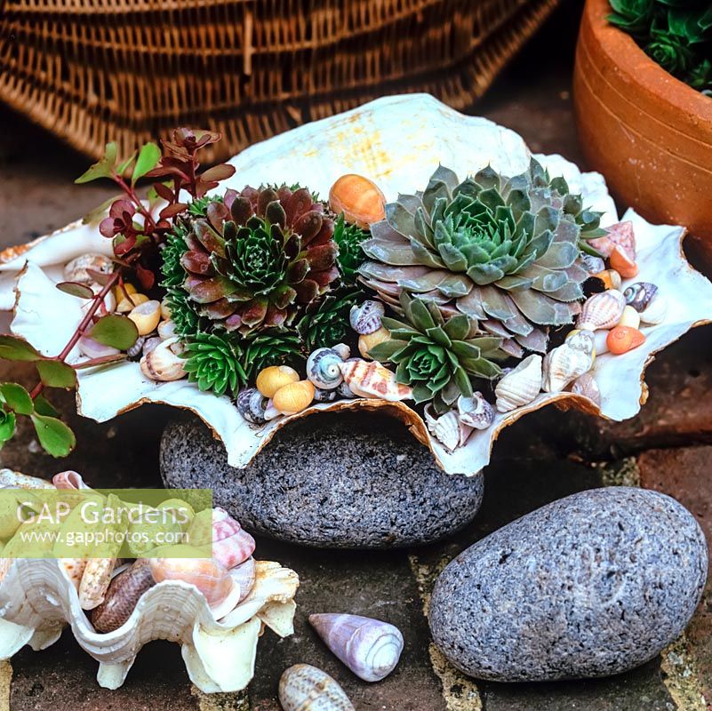 A large seashell filled with sempervivum rosettes and sedum rests on a pebble on a front door step. Smaller shells hide the soil.