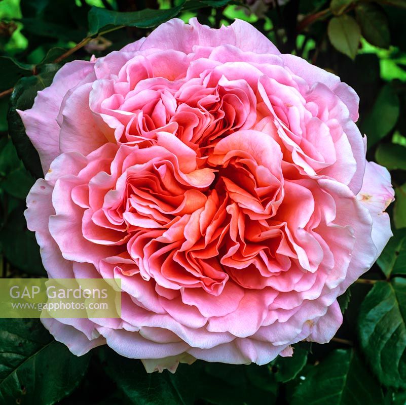 Rosa Abraham Darby, a modern shrub rose with very large, fragrant, orange-pink flowers