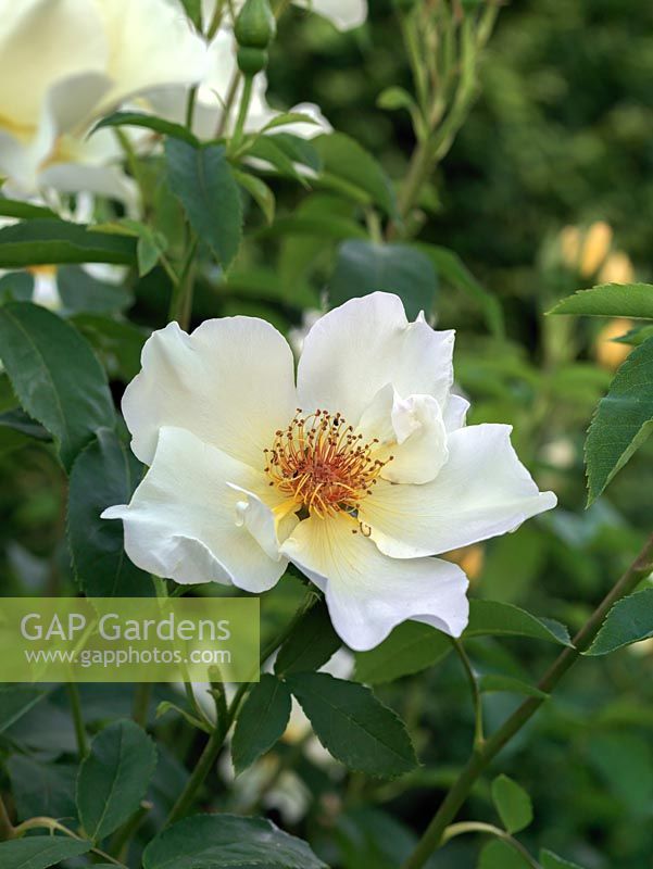 Rosa Golden Wings, single, scented very pale yellow flowers.