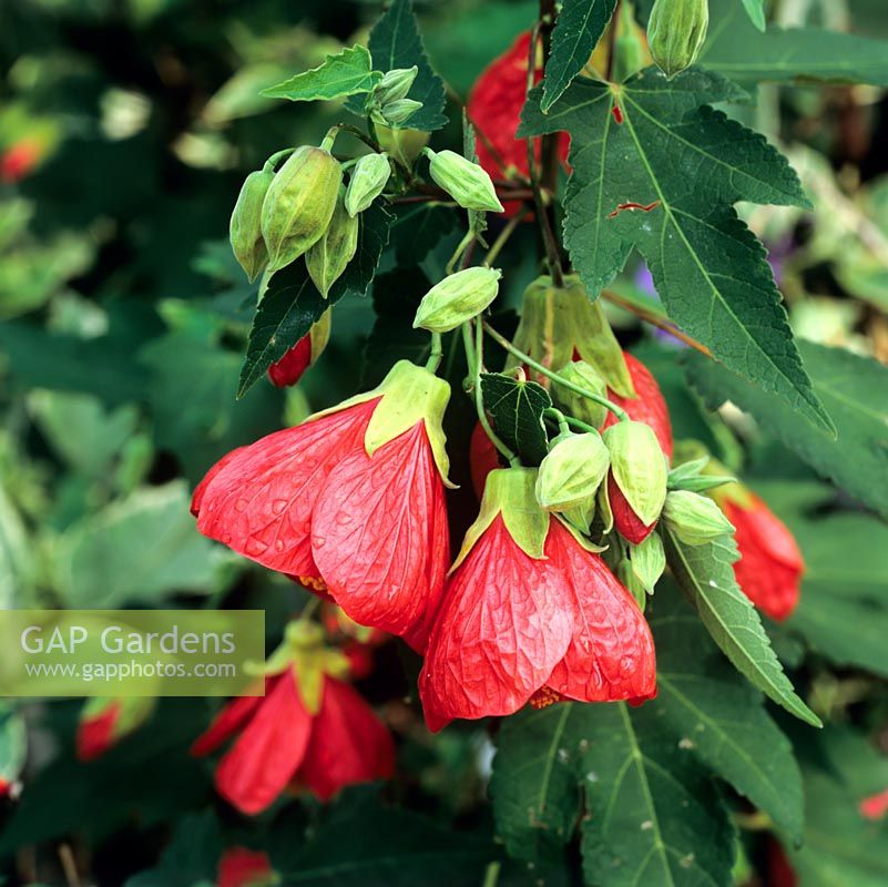 Abutilon Red Queen, Indian mallow, a tender perennial with bright orange clusters of flowers in August