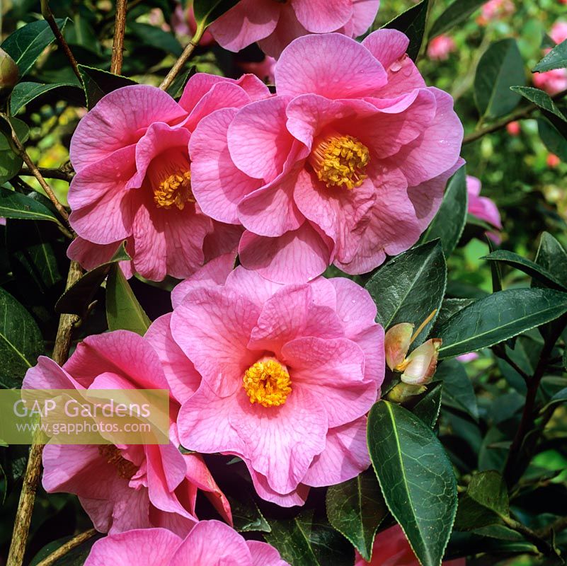 Camellia x williamsii Brigadoon, bears from mid spring, masses of very large, semi-double, rose pink flowers 