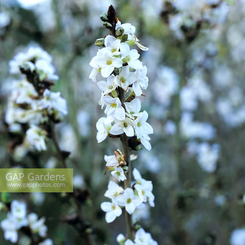 Daphne mezereum f. alba, a shrub bearing fragrant flowers in winter.
