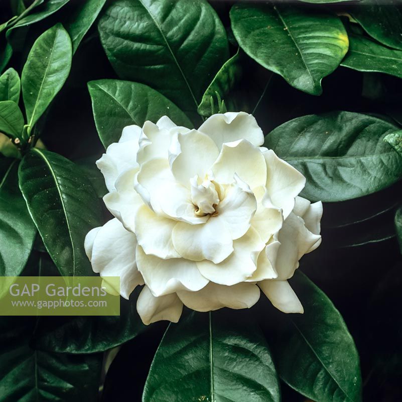 Gardenia augusta - Cape jasmine, evergreen shrub. In summer bears very fragrant, double white flowers above glossy leaves.