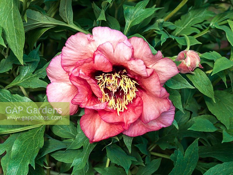 Paeonia suffruticosa Ariadne, a tree peony flowering in spring with ruffled peachy pink petals with a darker edge and deep red inners.