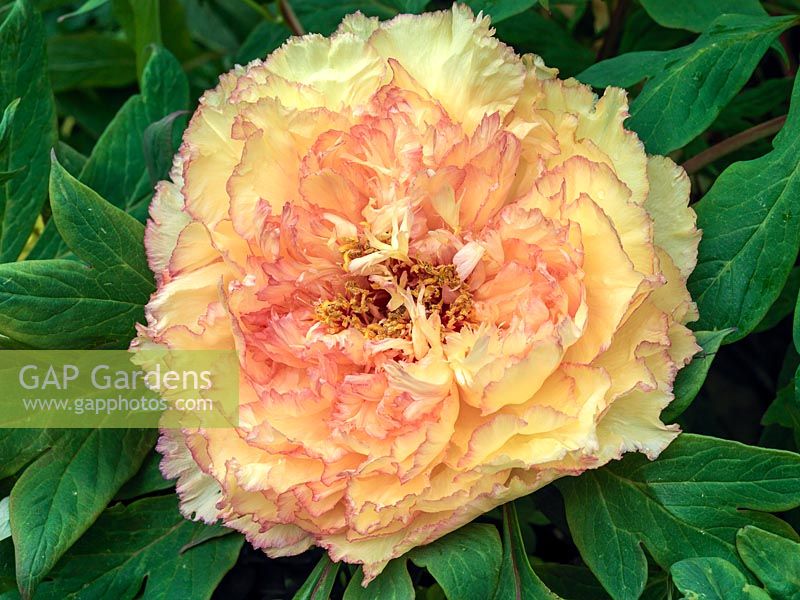 Paeonia x lemoinei Chromatella, a tree peony flowering in spring with large, double, lemon coloured flowers with pink edging on the ruffled petals. Scented.