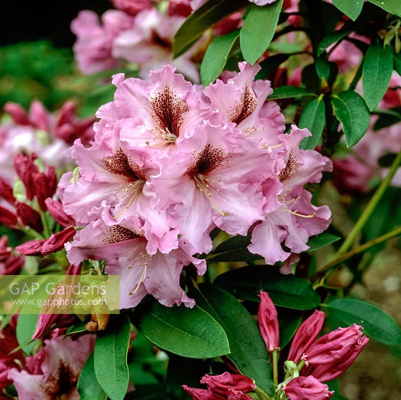 Rhododendron Furnivals Daughter, with clusters of deep pink flowers in spring.