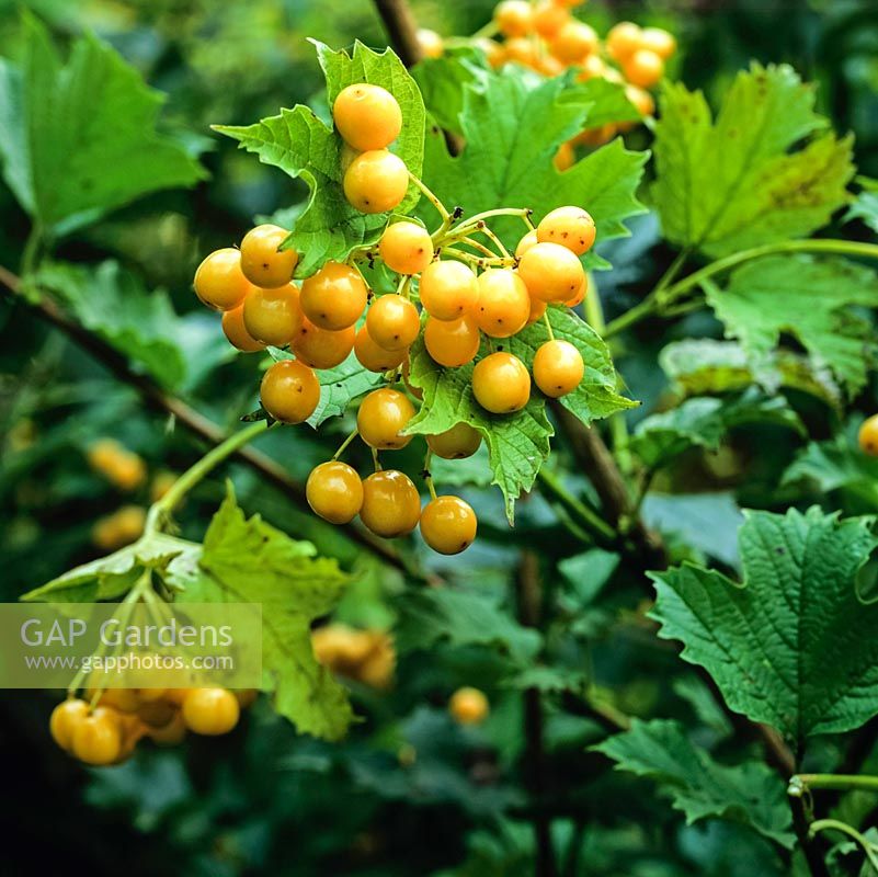 Viburnum dilatatum Xanthocarpum, a deciduous shrub with lovely yellow berries in autumn.