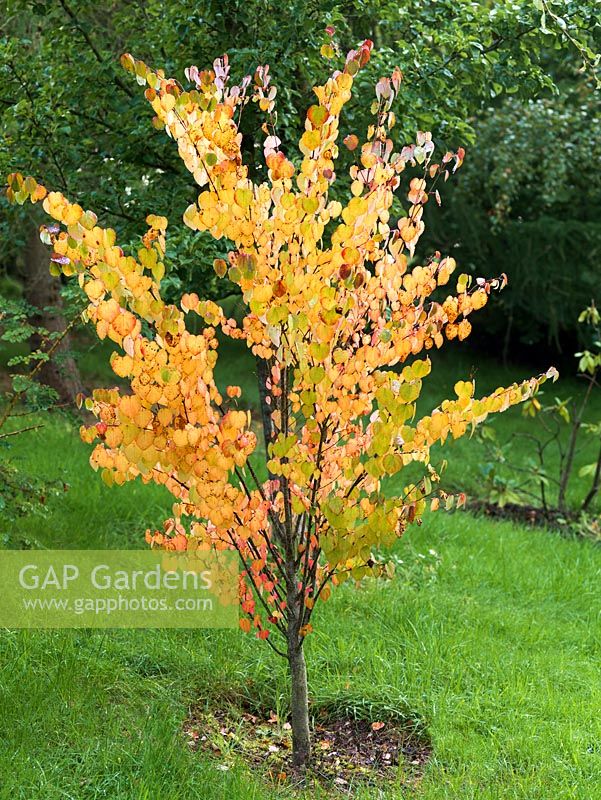 Cercidiphyllum japonicum, Katsura tree, a deciduous tree with yellow leaves in autumn.