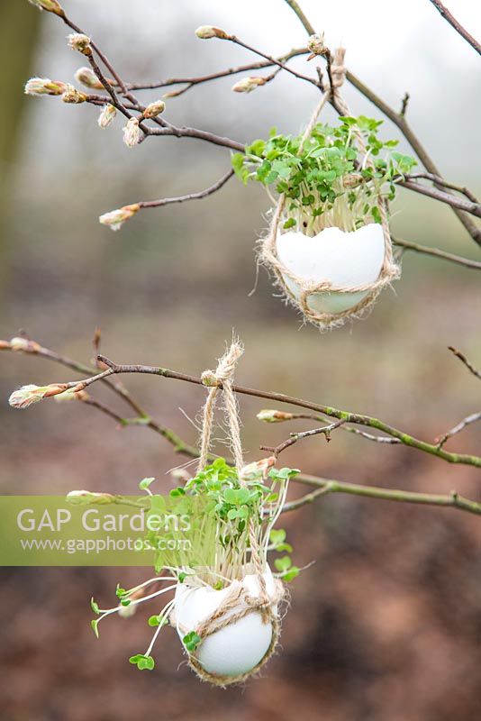 Egg Shell Cress hanging in a rustic string satchel.