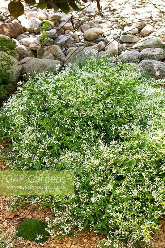 Euphorbia 'Diamond Frost'