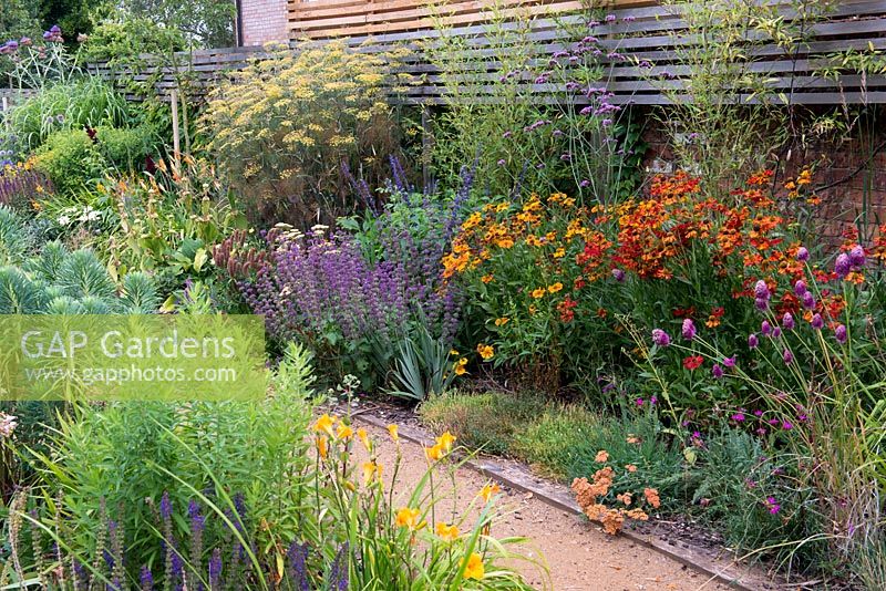 A path through a double border against a slatted fence containing late summer flowering perennials including cardoon,  salvia, daylily, sedum, fennel, helenium, Verbena bonariensis, phlomis and drumstick allium.