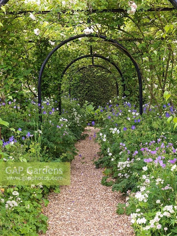 Rose Walk. Pergola of clematis and Rosa Gloire de Dijon, Madame Alfred Carriere, Alberic Barbier. At their feet, blue and white hardy geranium, white Astrantia major.
