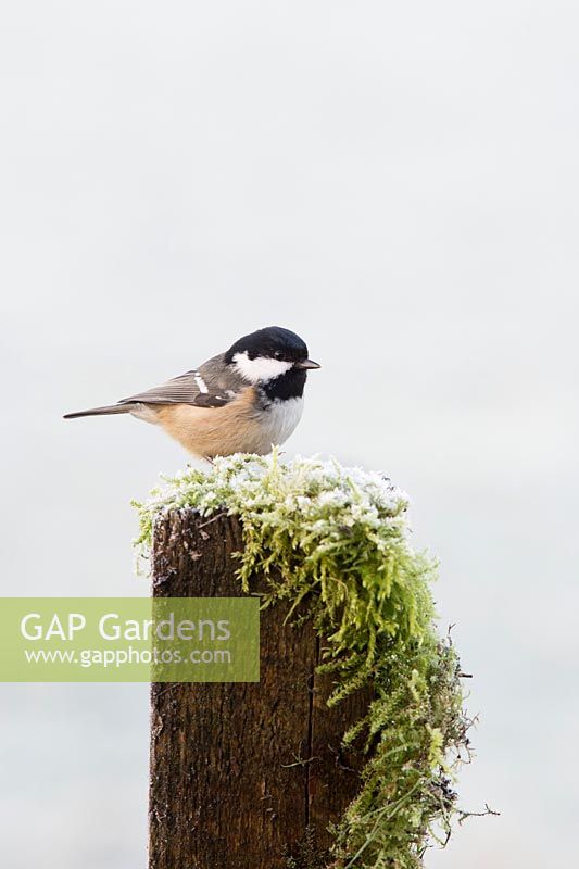 Periparus ater - Coal tit on a fence post in winter - December - Scotland