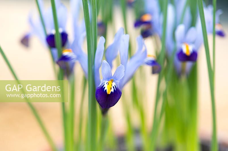 Iris reticulata Gordon - Dwarf Iris - February - Oxfordshire