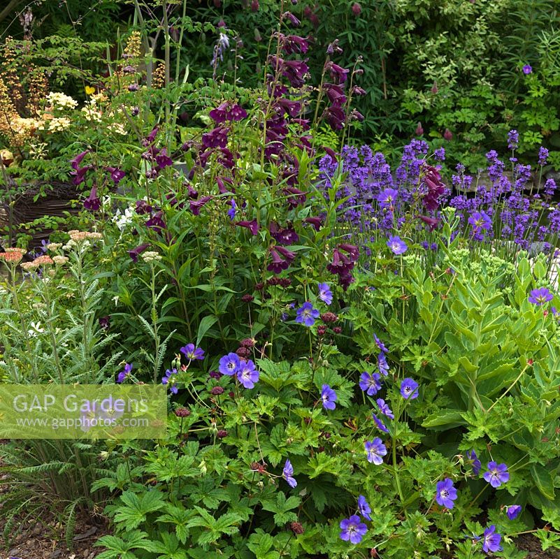 Planting combination of Penstemon 'Raven', Lavandula angustifolia 'Hidcote' and Geranium 'Jolly Bee'.