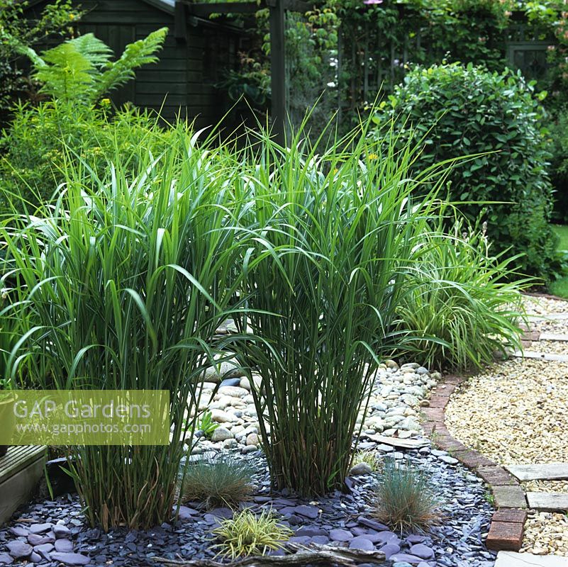 Pair of Miscanthus sinensis 'Zebrinus' planted in a bed of slate chippings.