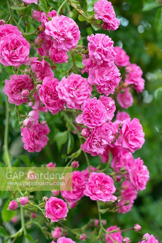 Rosa 'Dorothy Perkins', rambling rose with masses of double, pink flowers in mid summer