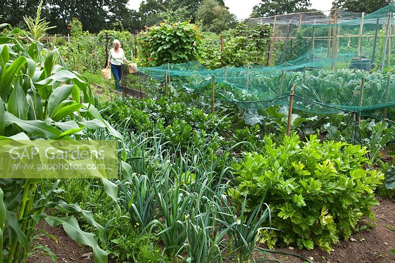 A woman tending her allotment in midsummer, with leeks, sweetcorn, runner beans and brassicas under netting