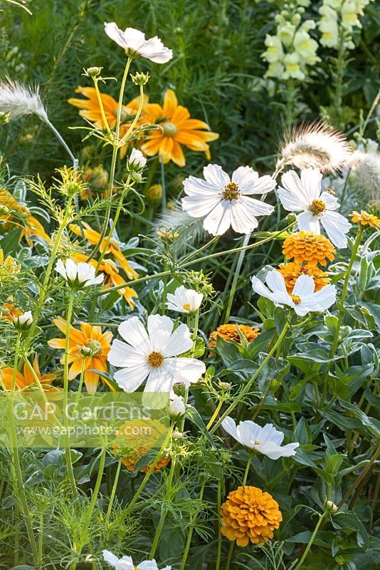 Detail of colour-themed yellow, white and orange border with annual flowers and grasses including cosmos, Pennisetum villosum, Rudbeckia hirta 'Prairie Sun' and zinnia